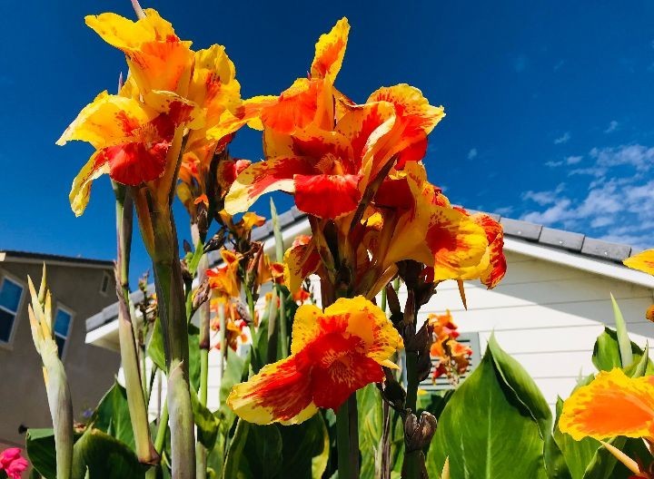 Gorgeous Thai Sunray Canna Lilly Rhizomes Live Plant ×3