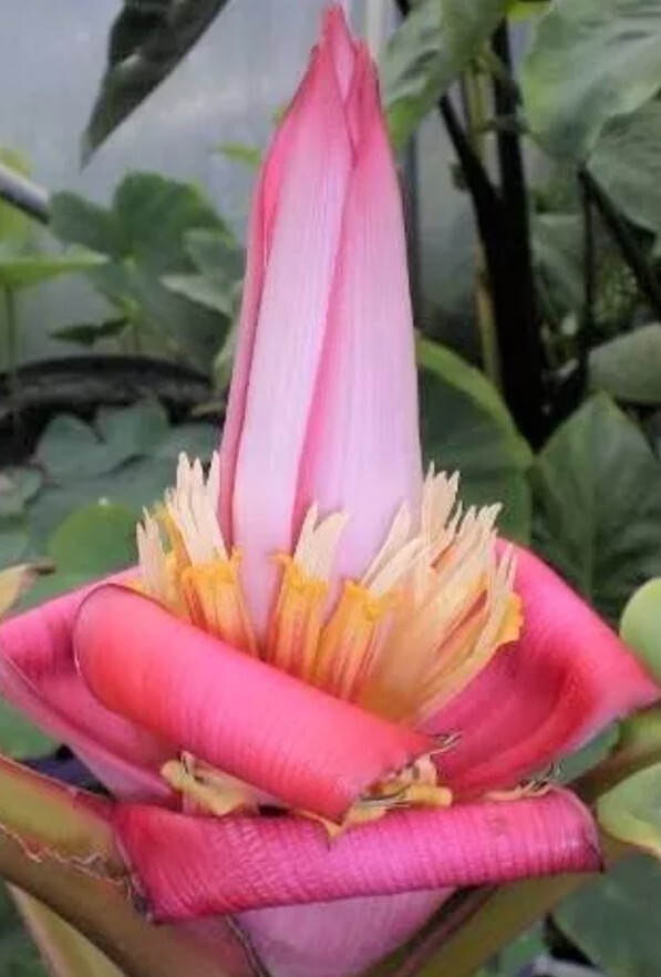 10 Pink Dwarf Ornamental Banana fruit Seeds(Musa Velu).US Grown Seeds.