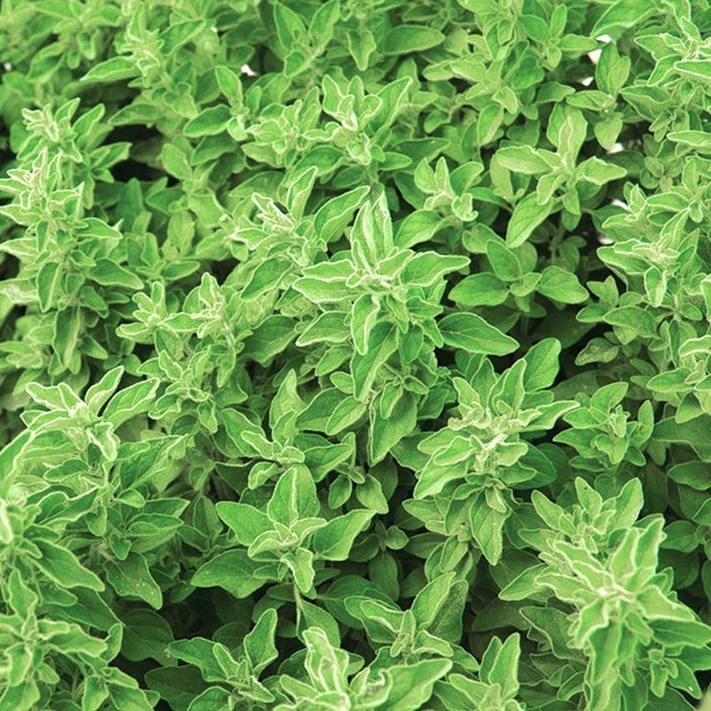 Italian Oregano Seeds – Organic, Heirloom, Open Pollinated, Non GMO – Indoors