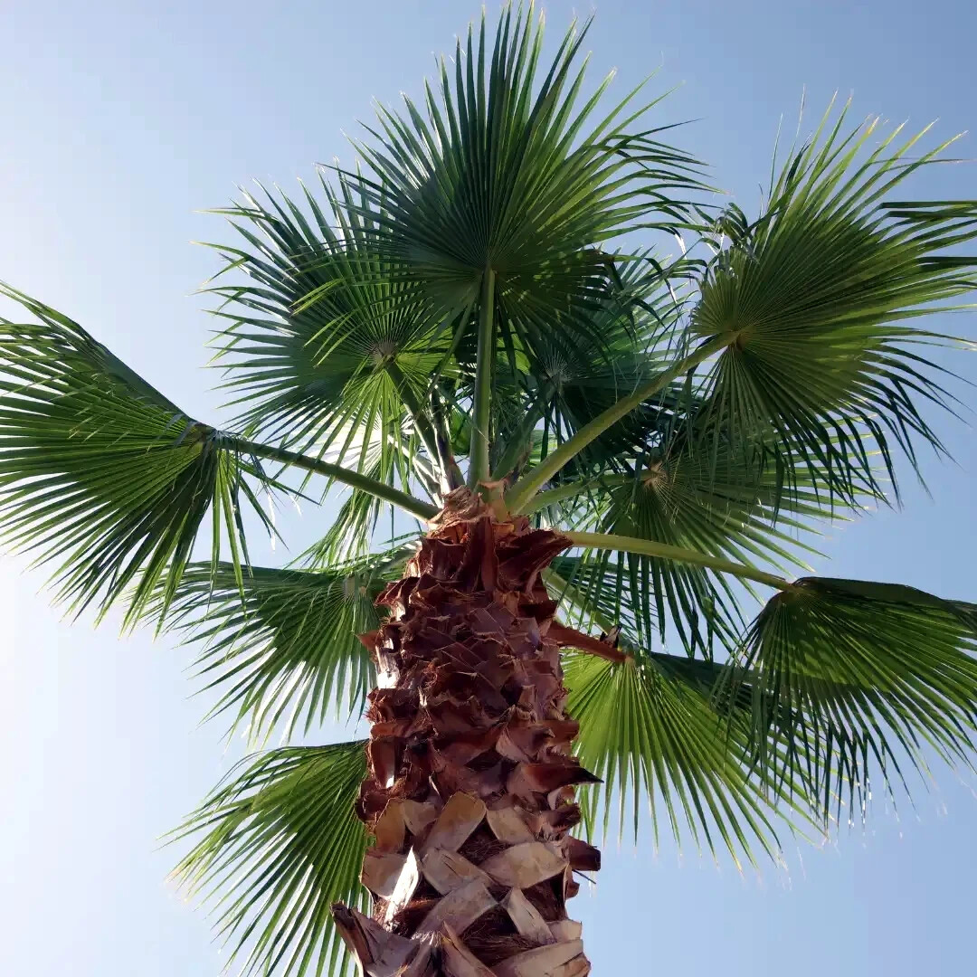 CALIFORNIA DESERT FAN PALM TREE SEEDS (Washingtonia Filifera) Cold Hardy-Zone 8