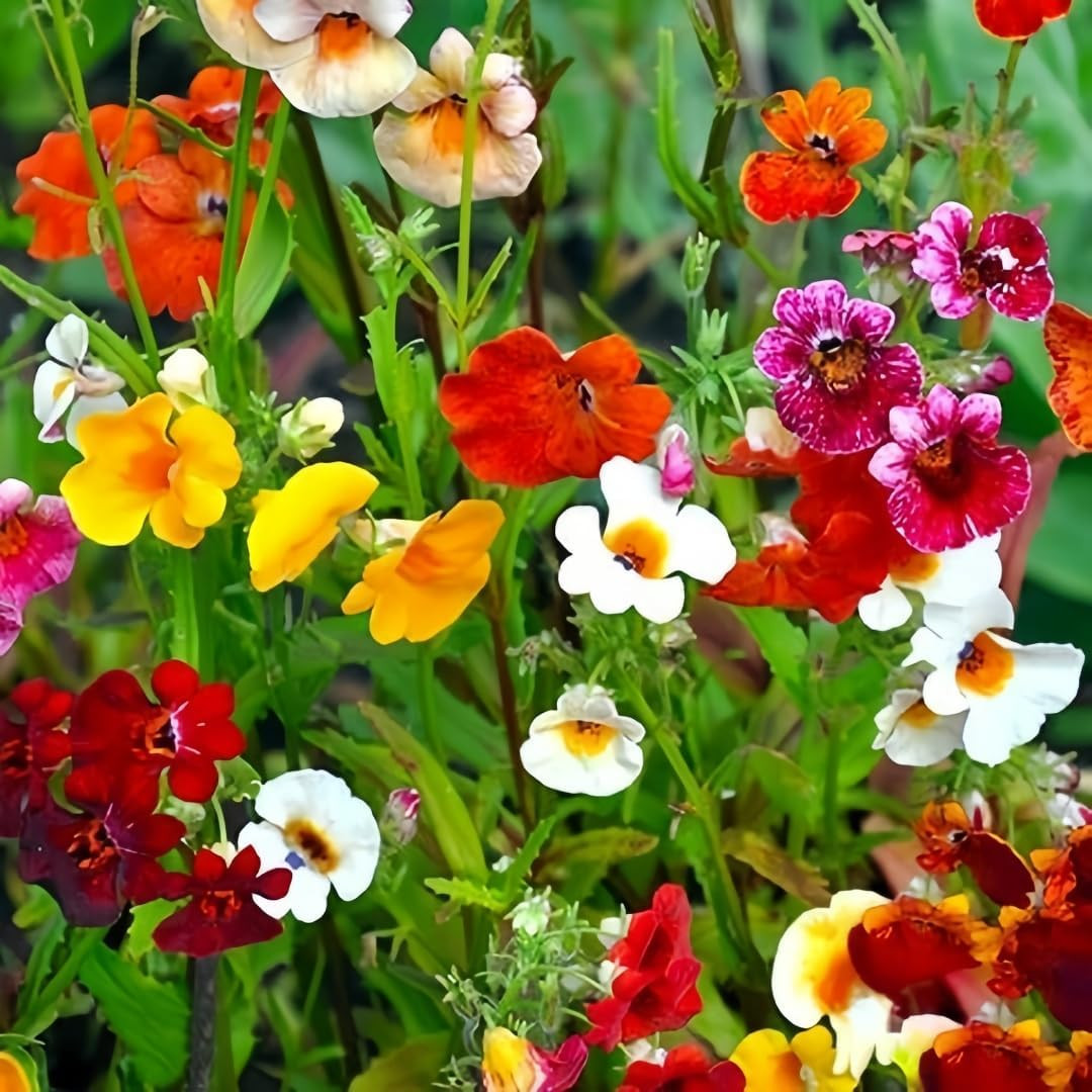 300Pcs Nemesia Galaxy Flower Seeds for Planting – Vibrant Color Mix, Long Bloomi