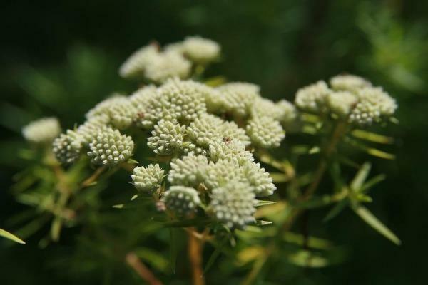 Asclepias verticillata | Whorled Milkweed | Horsetail Milkweed | 50 seeds