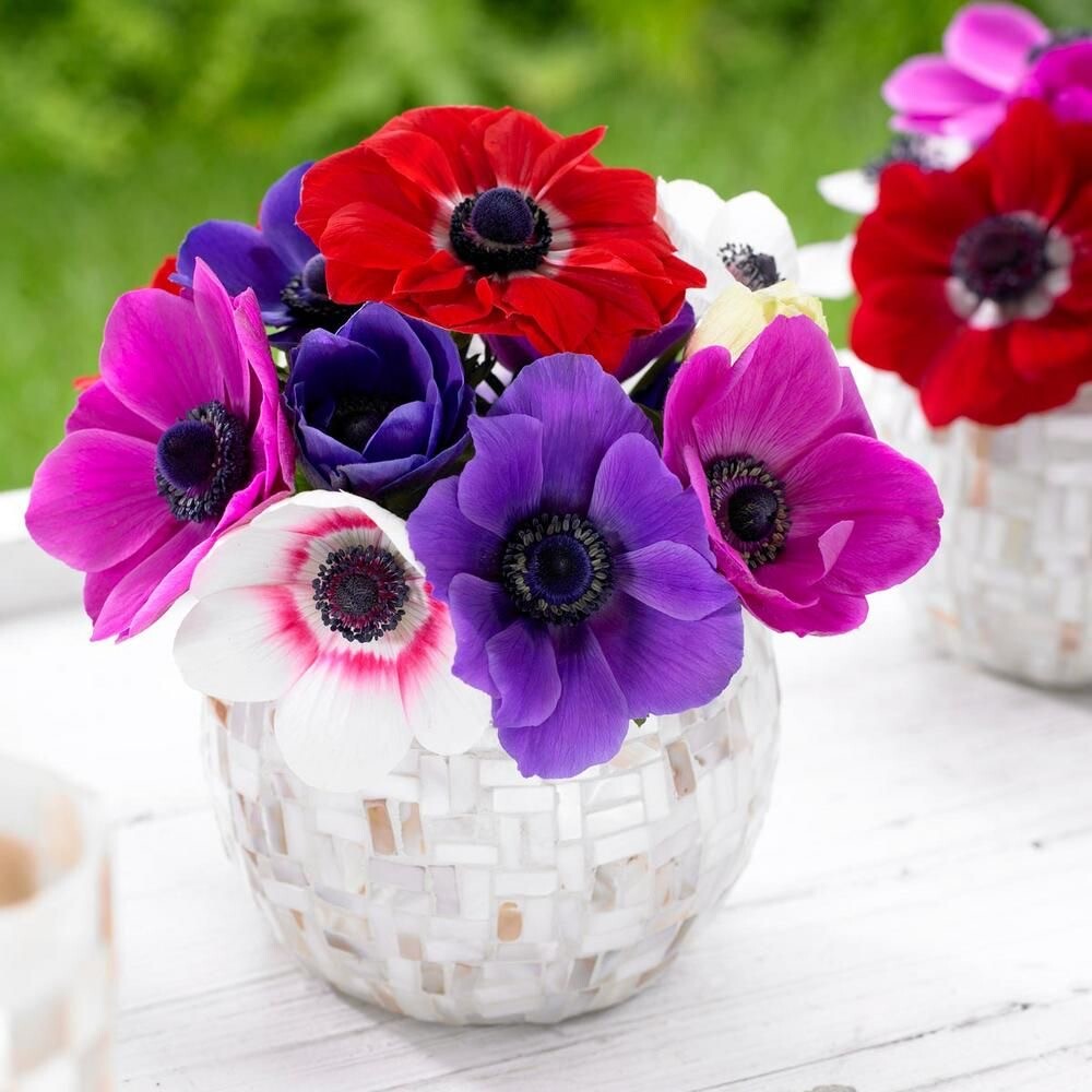 Anemone de Caen Blue Poppy and Rose ,Red Colors 30 seeds
