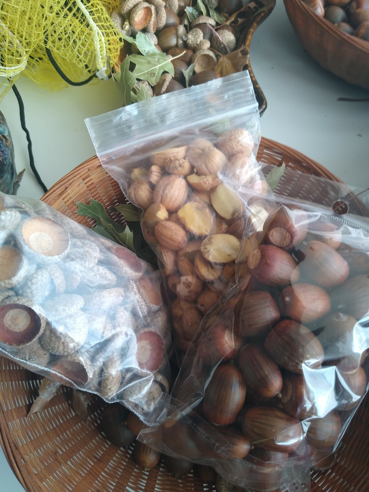 40 ACORNS $18.99, OAK, FEED, SEED, ORGANIC, BIRD, SQUIRREL, DEER, CRAFTS,