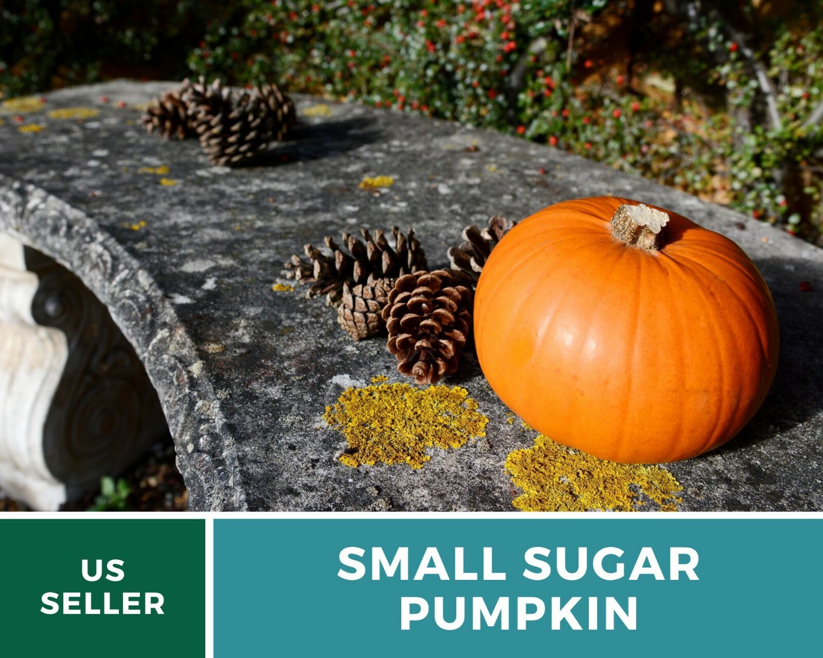 Pumpkin, Small Sugar – 15 Seeds – Heirloom – GMO Free (Cucurbita pepo)