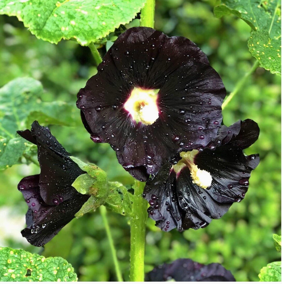 25+ SEEDS-Black Hollyhock Flower Seeds-includes FREE Surprise Seeds.