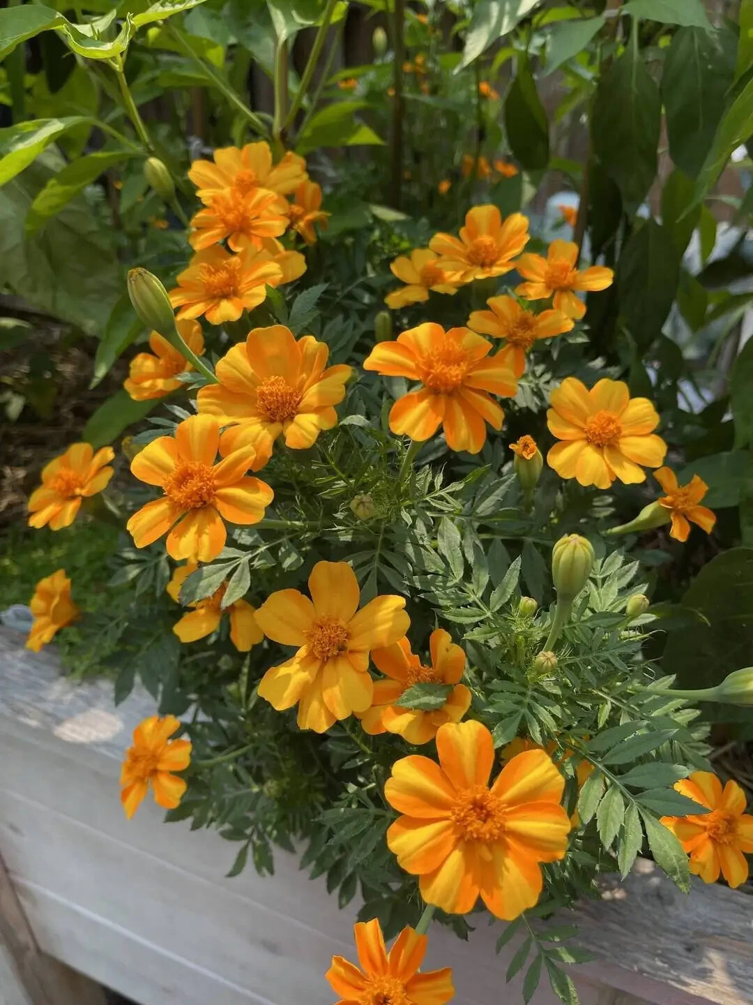 25+ Bambino Marigold Seeds for Garden Planting – USA – FREE SHIPPING!