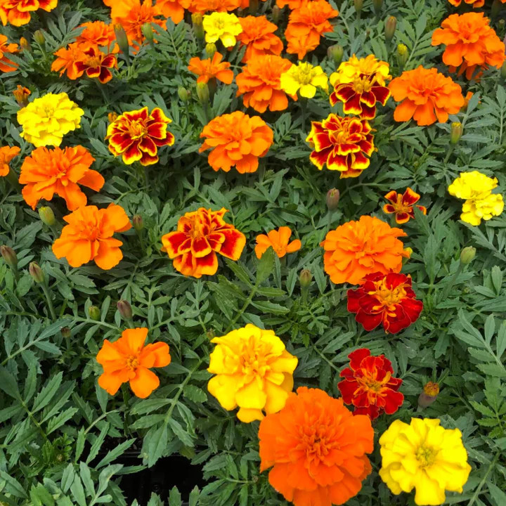 Petite Mix French Marigold Seeds | Dwarf Sparky Flower Seed 2024 Fast Shipping