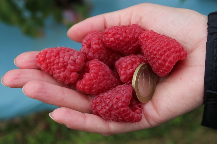 Jumbo Red Raspberry Bush Seeds – 12 Seeds- SWEET! COMBINED S/H See Our Store