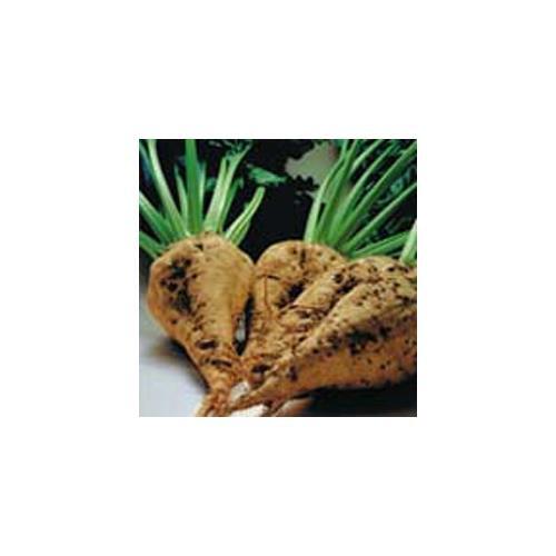Beet Sugar Great Heirloom Vegetable Seeds By Seed Kingdom 300 Seeds