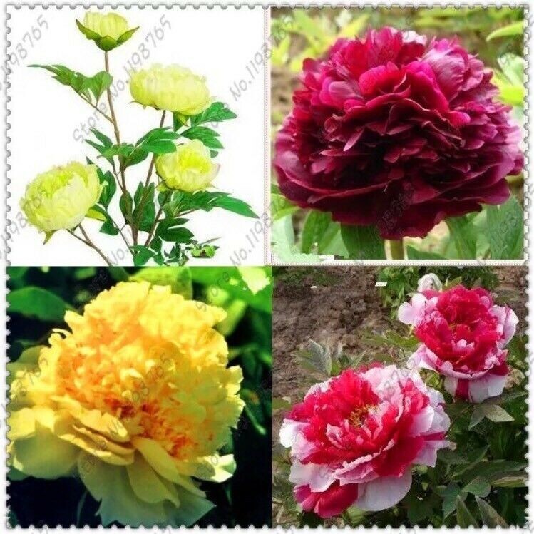 10pc Mix Color PEONY SEEDS Garden Plant Flower blossom exotic FREE shipping