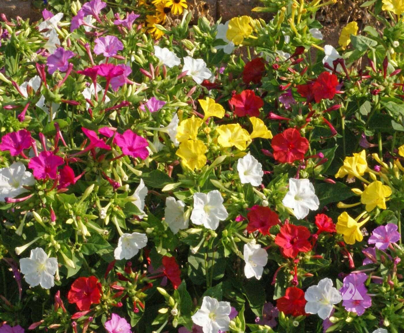4 O’Clock Choice Mix, 30+ Seeds. Non-GMO~ Heirloom~ USA~ Free Shipping.