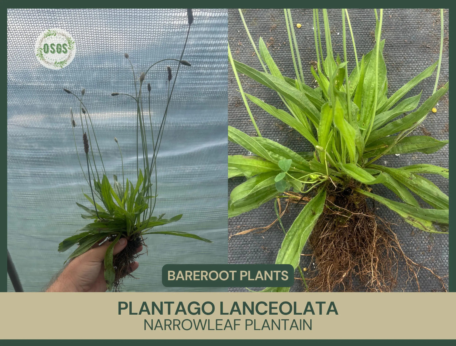 Plantago lanceolata | Narrowleaf Plantain | Bareroot