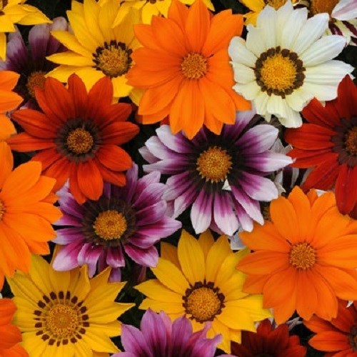30+ GAZANIA GOLDEN YELLOW FLOWER SEEDS / DROUGHT-TOLERANT / RESEEDING ANNUAL