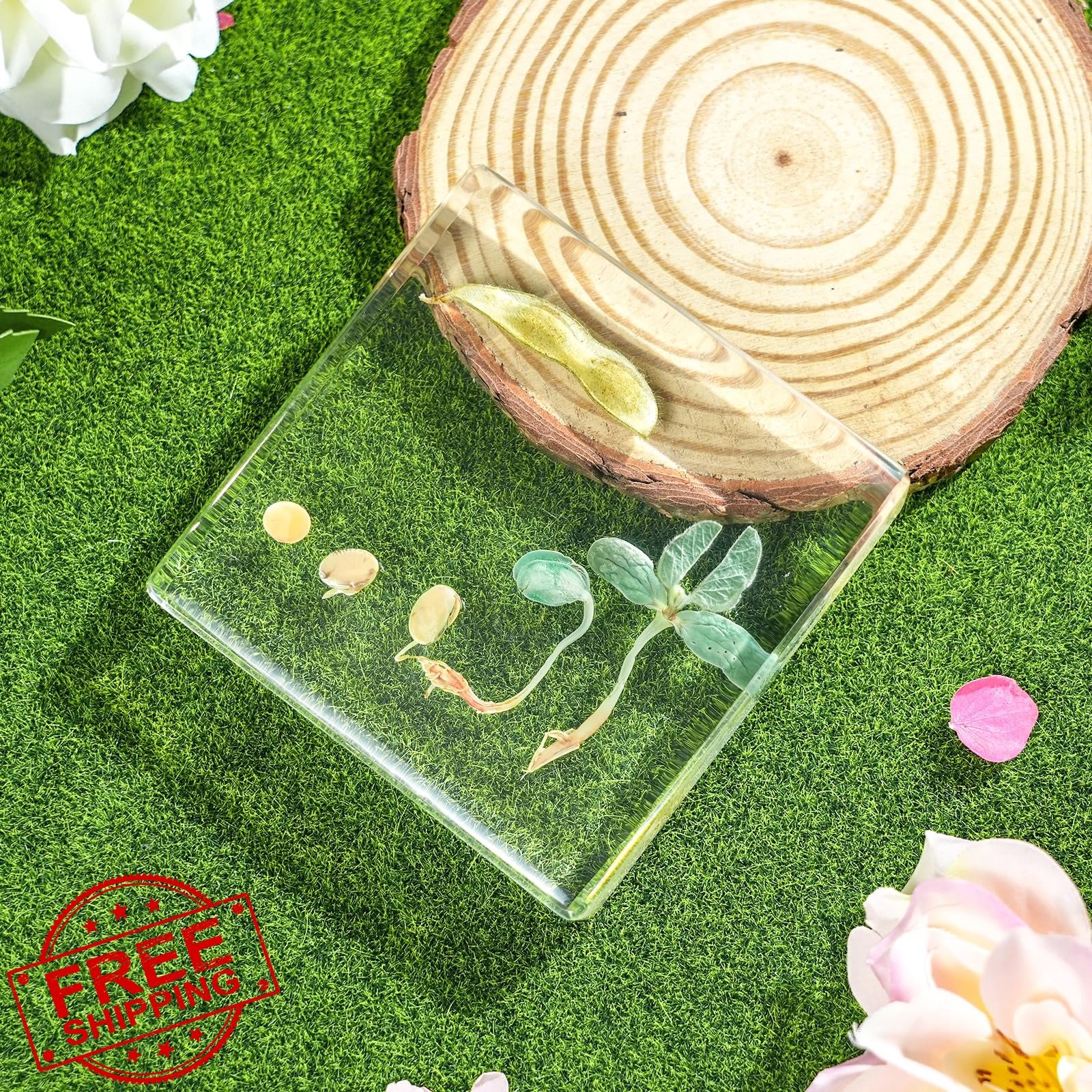QNCMBUG Bean Life Cycle Kit Real Plant Resin Seed Specimen