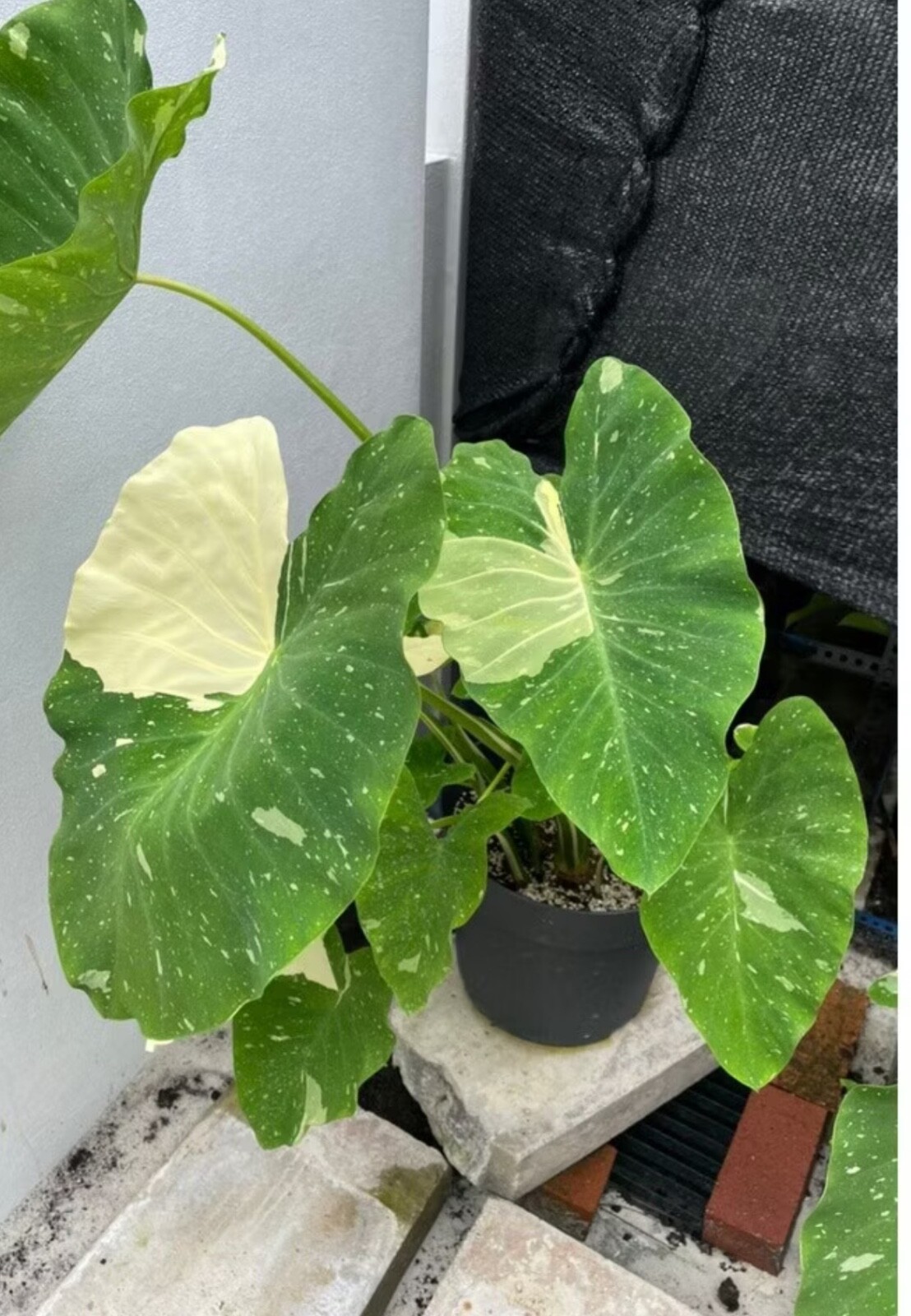 AUTHENTIC Colocasia Milky Way 1 bulbs