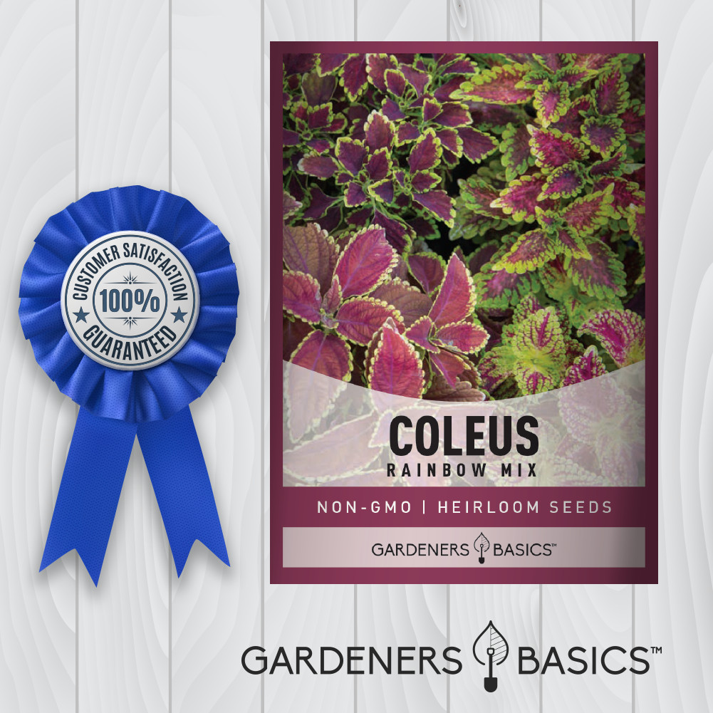 Rainbow Mix Coleus Seeds