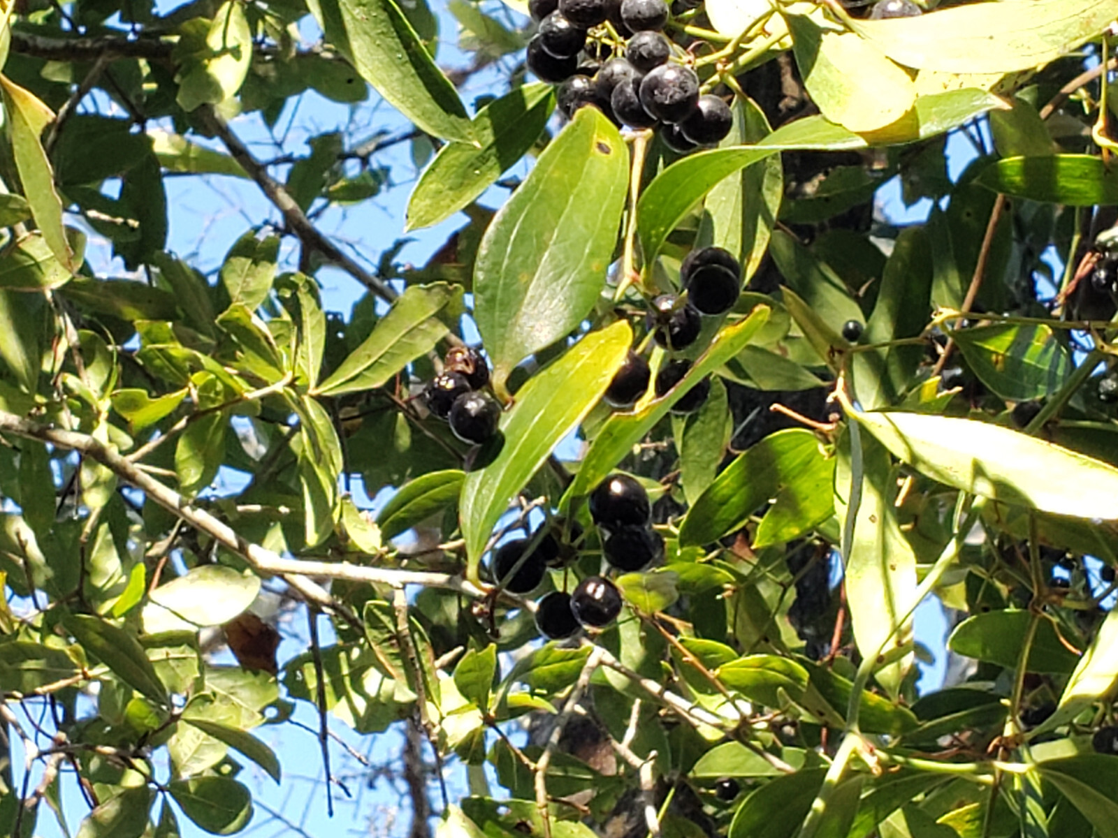 Laurel Greenbrier | 5 Seeds | Smilax Laurifolia | Florida Native Vine | Wildlife
