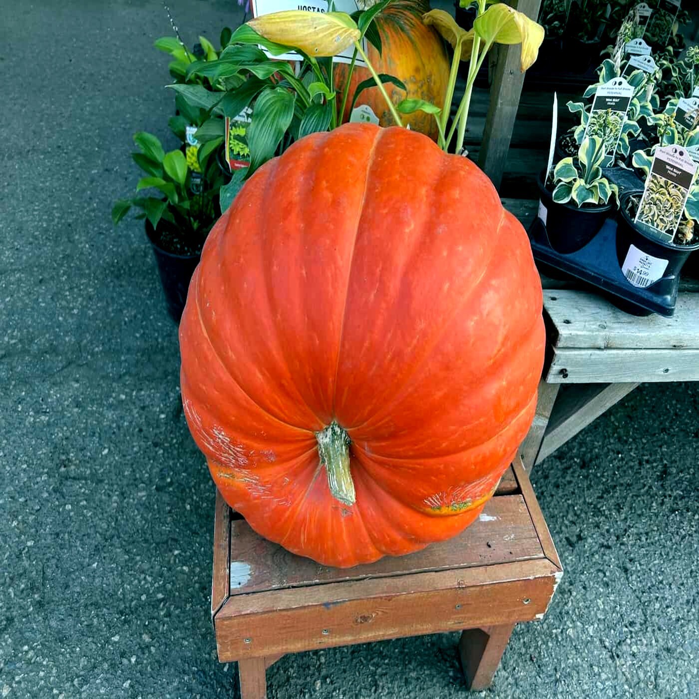 BIG MAX PUMPKIN SEEDS NON~GMO Giant Garden Fruit Squash Vine Plant 1-200+ LBS