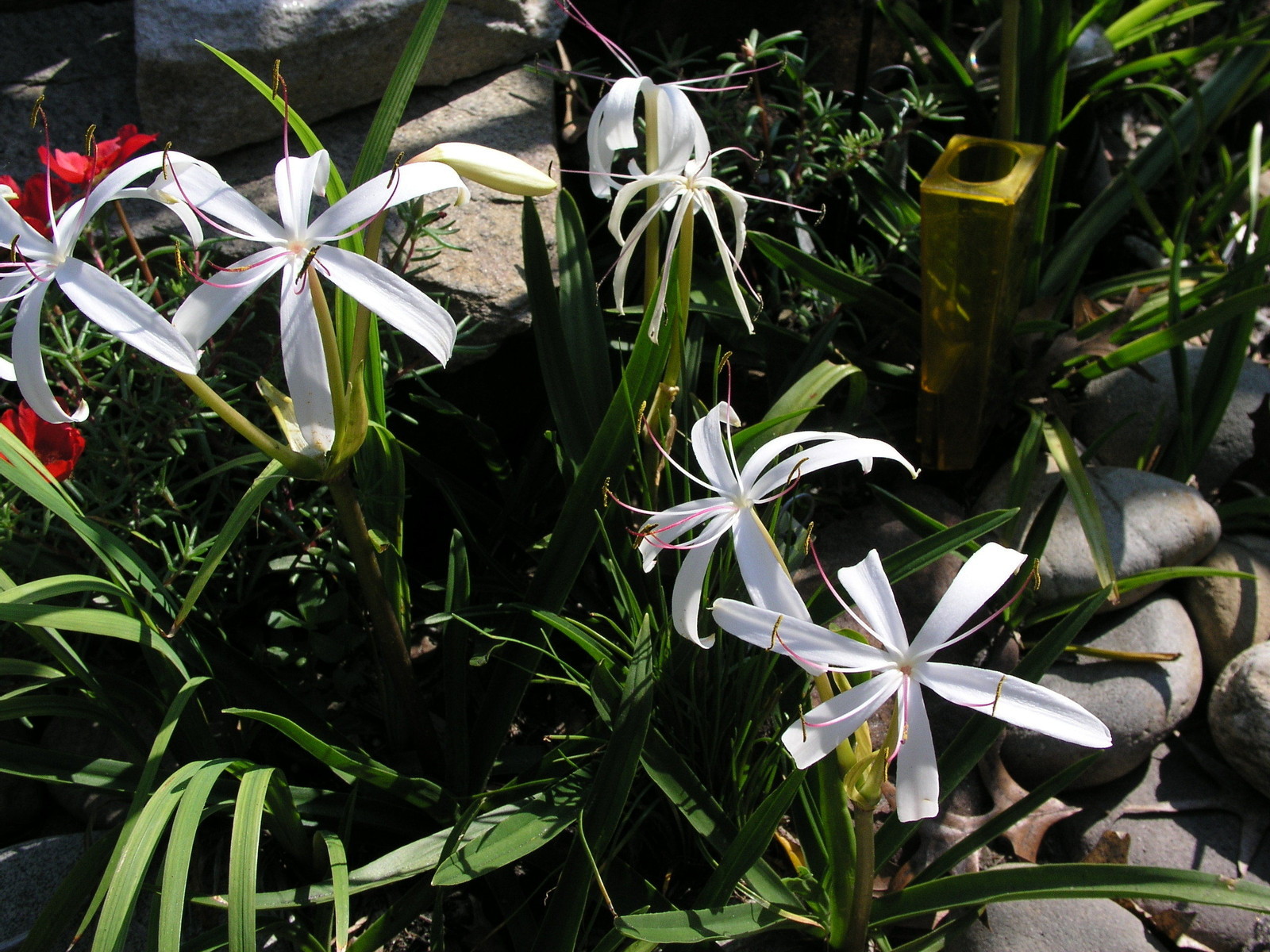 Crinum Lily, Oliganthum “West Indies Mini”, large, blooming-size bulb