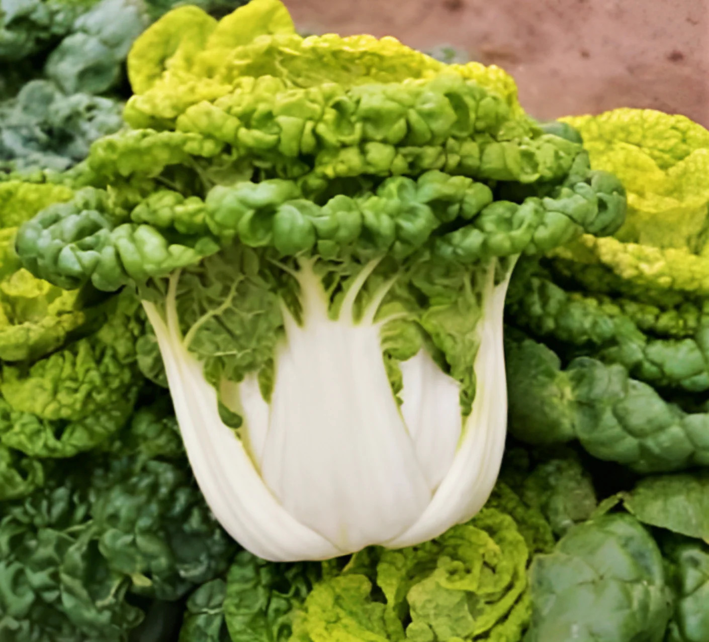 Golden Heart Bok Choy Seeds | Pak Choi White Cabbage Asian Vegetable Seed 2024