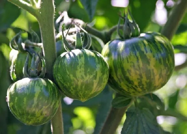 240+ GREEN ZEBRA TOMATO SEEDS – HEIRLOOM – NON GMO – ORGANIC ————- FRESH