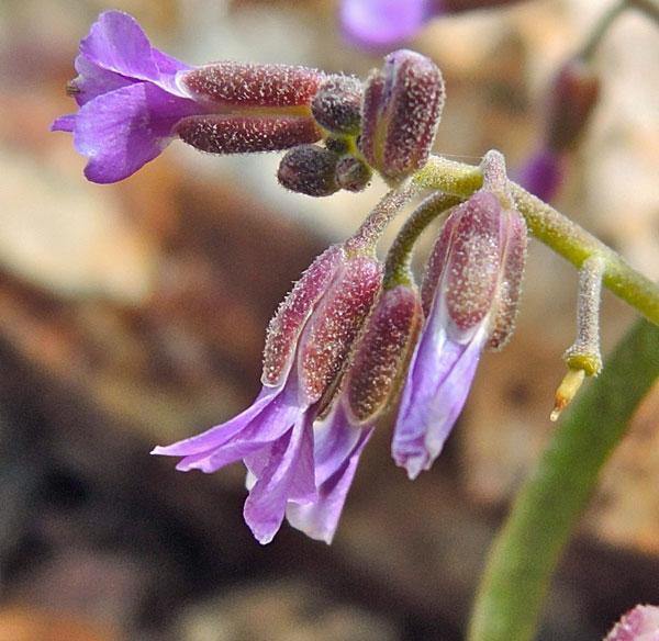 Boechera pulchra | Prince’s Rock Cress | 50 Seeds