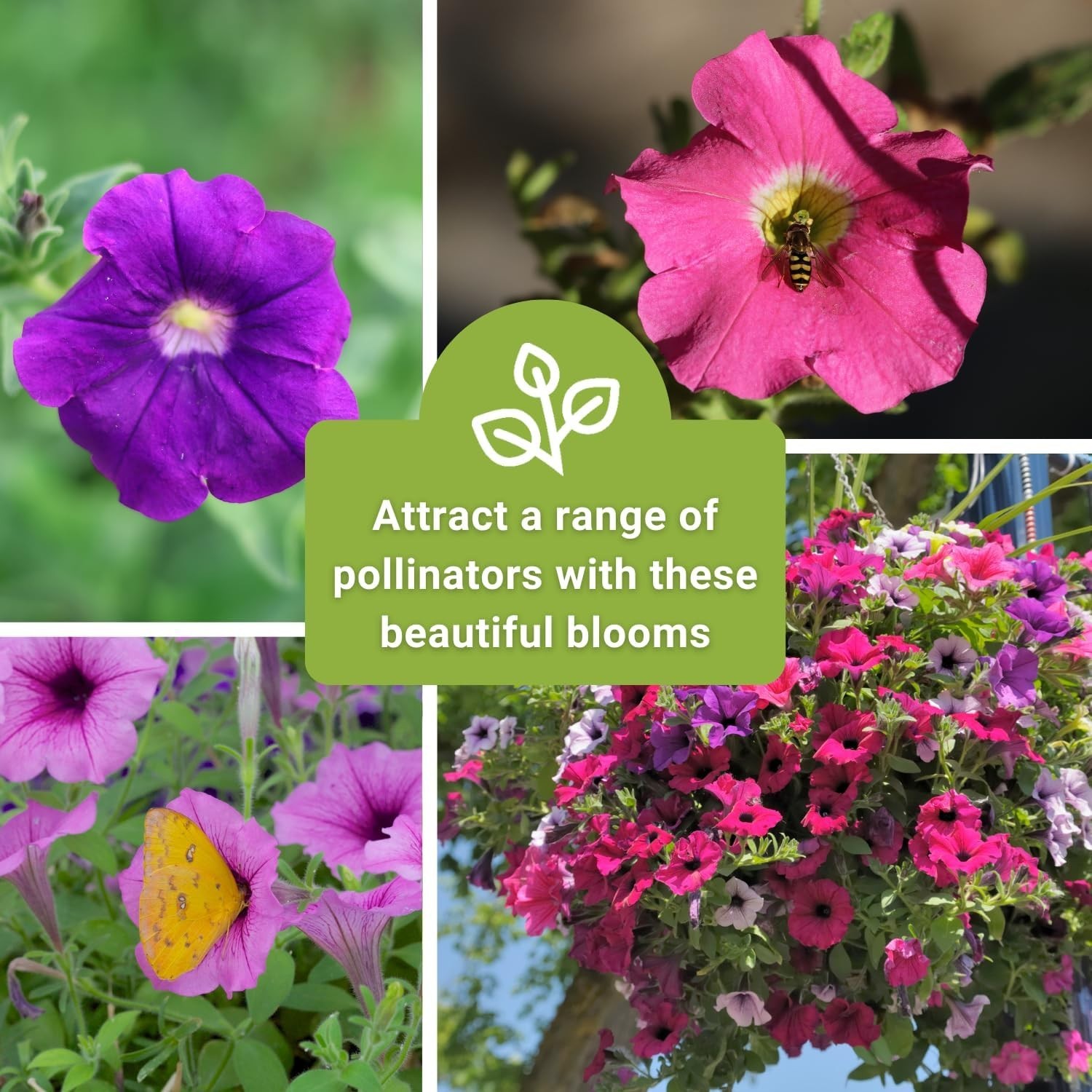 Fragrant Dwarf Petunia Seeds – Attract Pollinators with Vibrant Heirloom Blooms