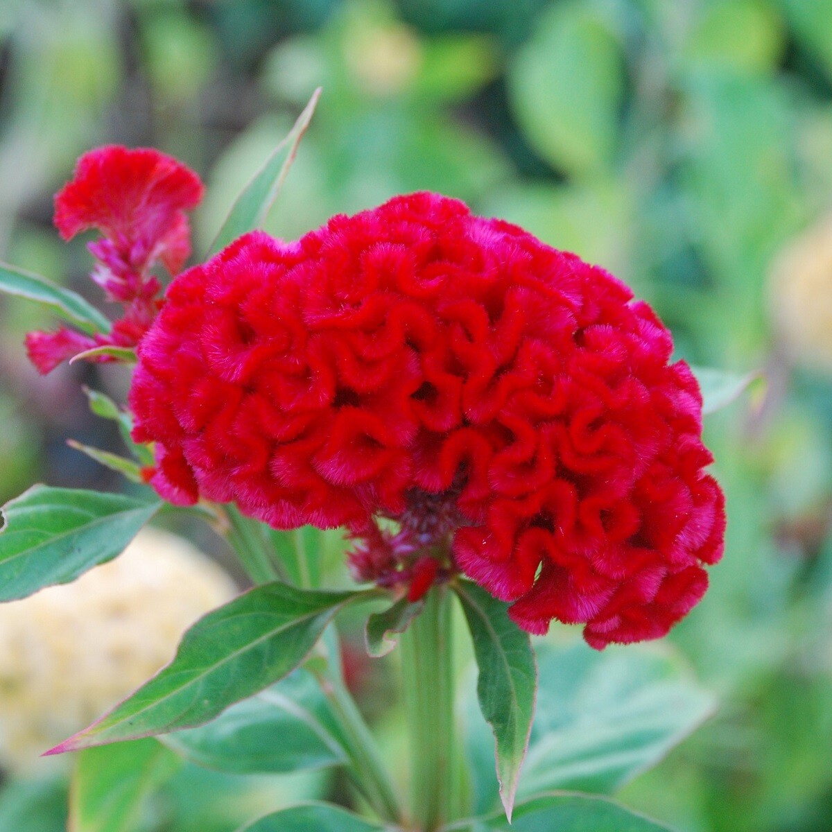 Celosia Seeds Celosia Chief Carmine 50 Seeds Cut Flower