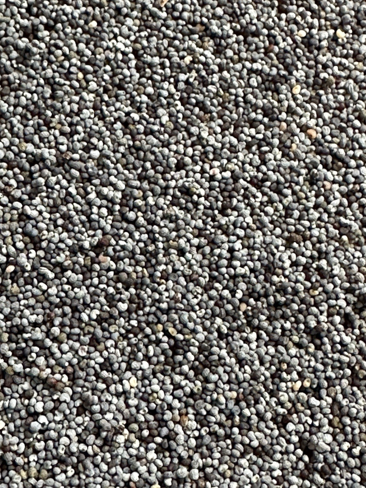 Organic blue poppy seeds grow beautiful poppies, 9g = Approx 30,100 Poppy Seeds.
