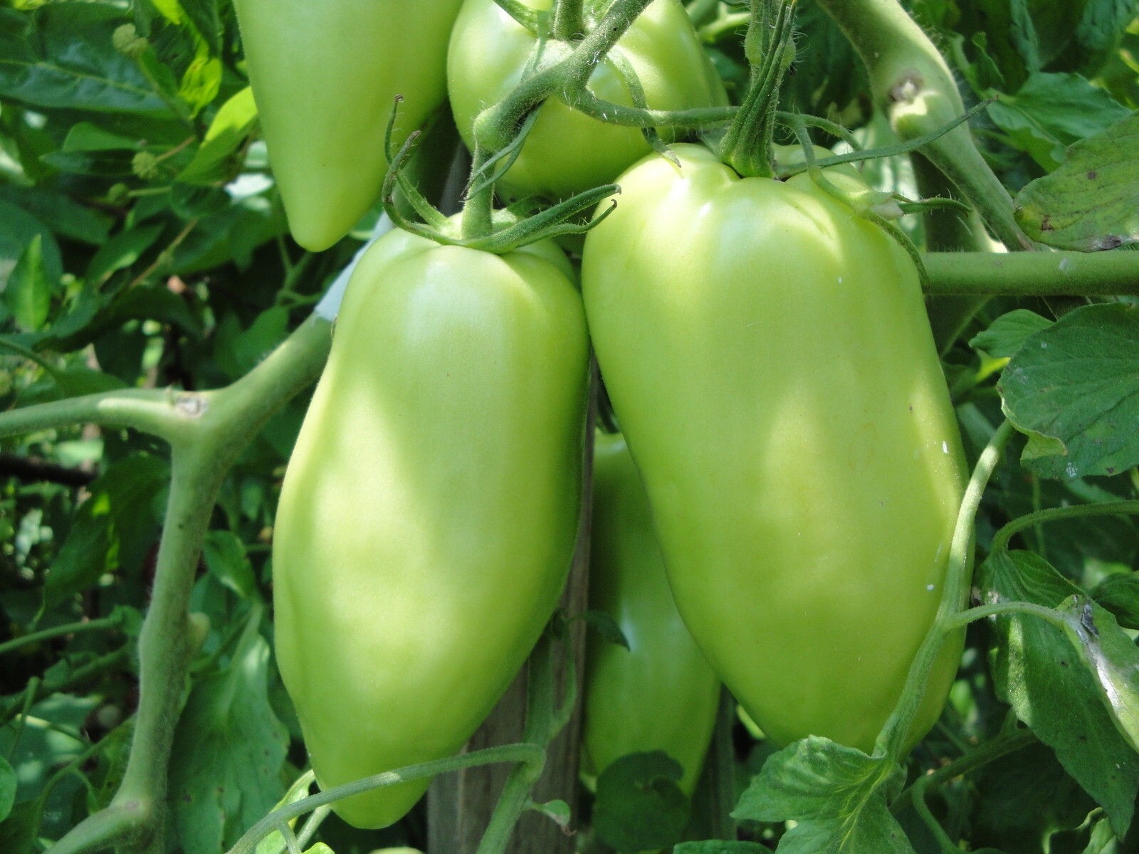 Red Tomato Opalka Polish Heirloom 25 seeds Non-GMO Organic from 2023