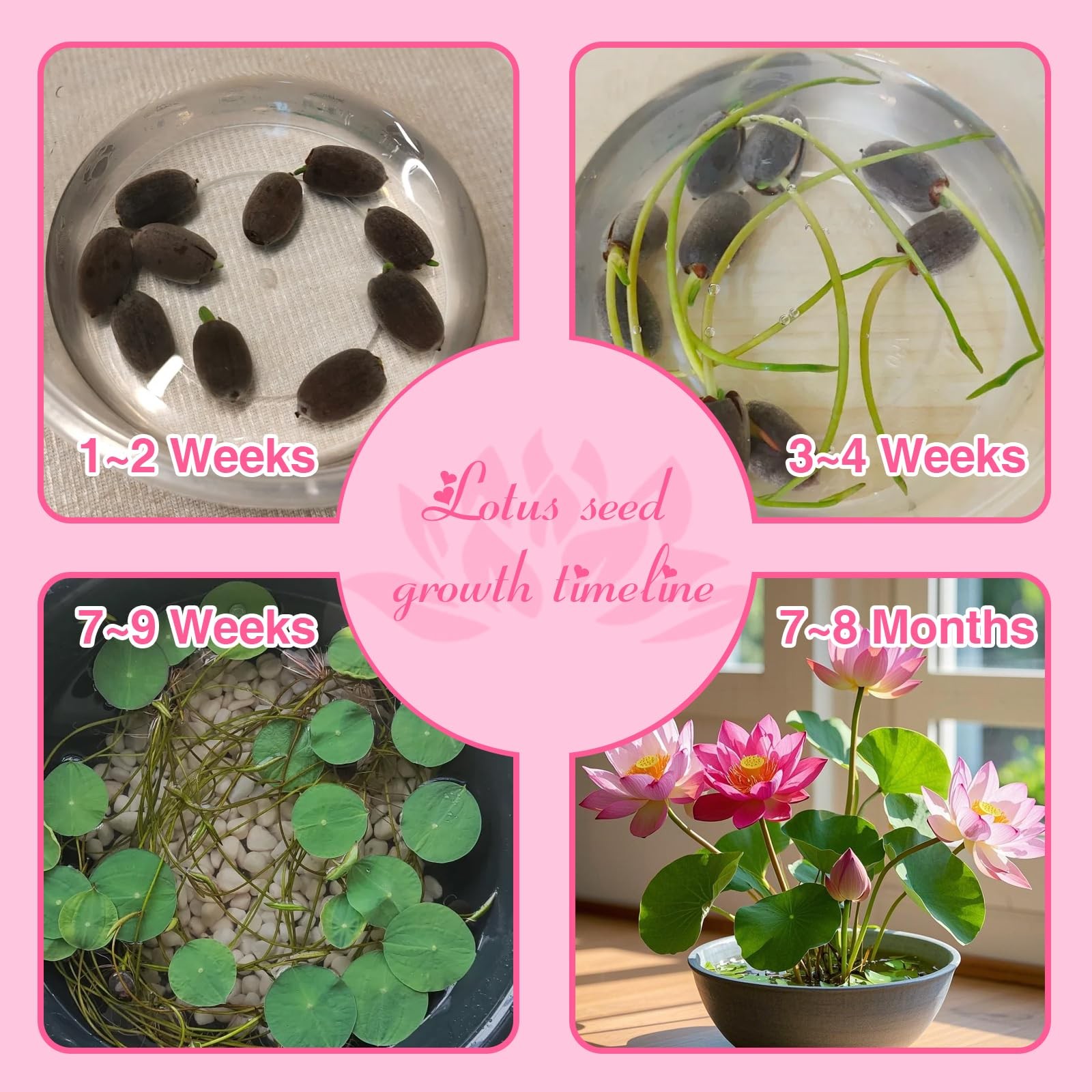 200pcs Lotus Seeds for Planting 10 Unique Varieties, Mixed Colors Loto de Cu…