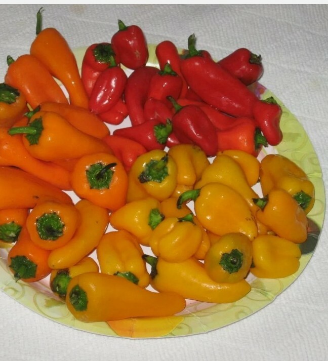 50″SWEETEST ,mini bellpepper seeds ,red yellow,orange,chocolate nongmo, organic
