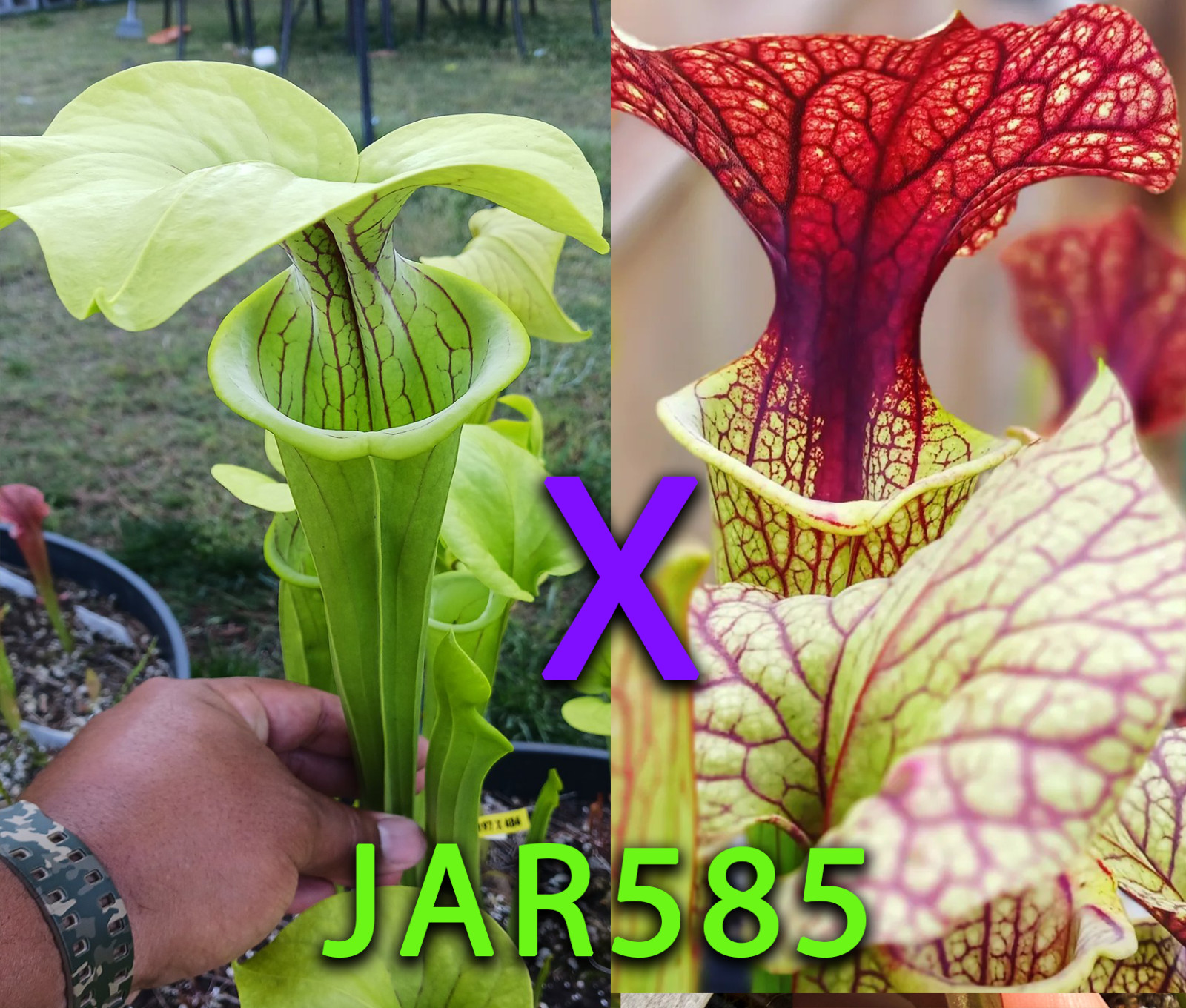 Sarracenia Seeds – JAR585 Doreen’s Colossus x (Berry Pastry x King Cobra)