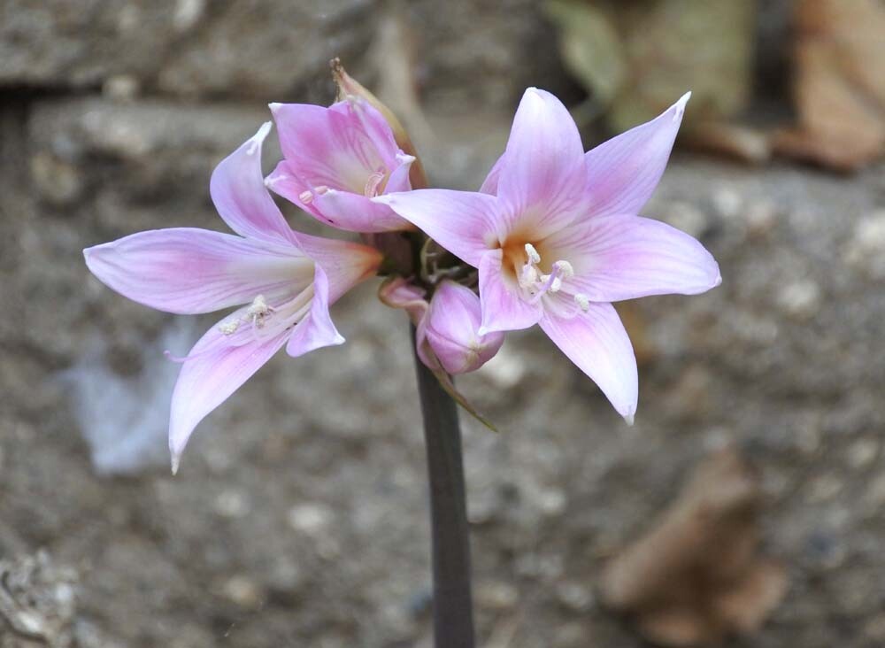 2 Large (or w/ offsets) Pink Amaryllis Belladonna Lily Bulbs Naked Ladies Plant