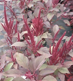 Amaranthus Velvet Curtains 2,000 seeds
