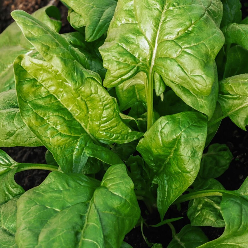 Spinach Seeds – Giant Noble – 250+ seeds – FREE SHIPPING