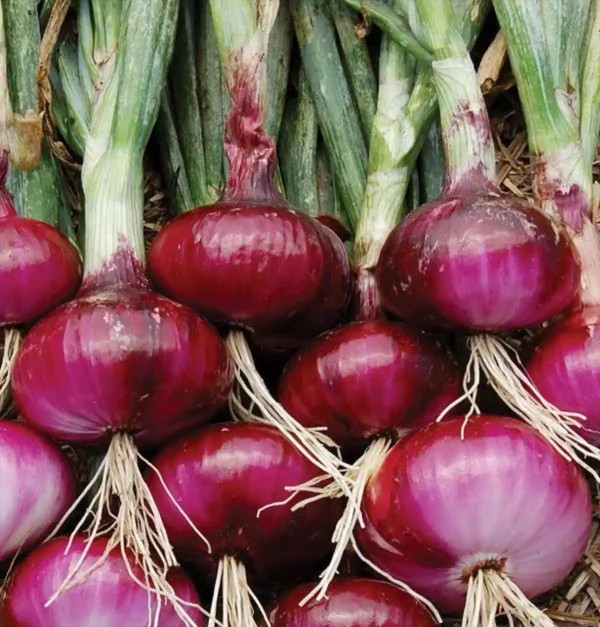 250+ RED BURGUNDY ONION SEEDS — HEIRLOOM — FRESH