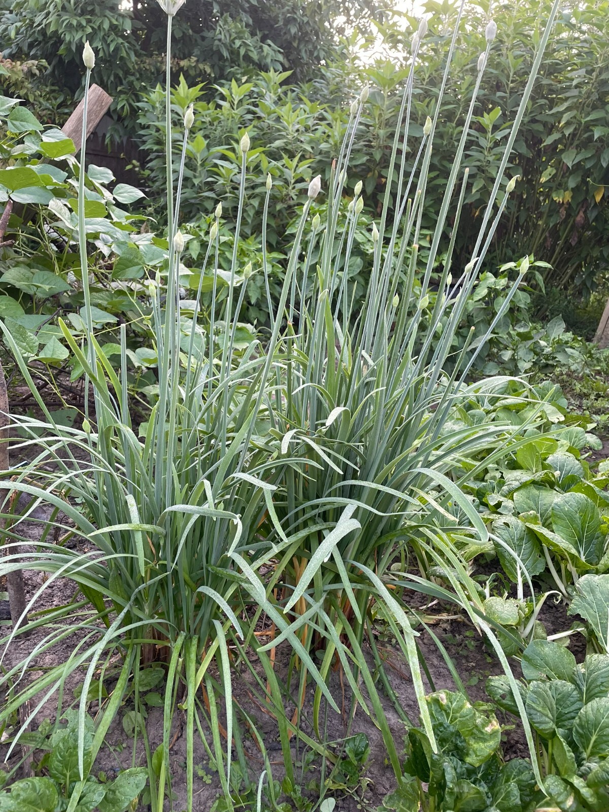Organic Non-GMO Garlic Chives 60 Live plant 韭菜根 60 裸根耐寒多年生草本植物 有机 非转基因