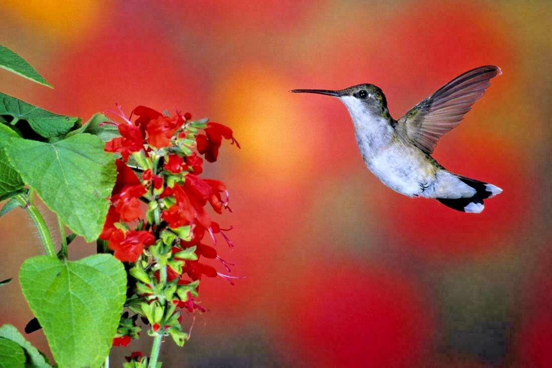 300+SCARLET SAGE Flower Seeds Wildflower Garden Container Drought Heat Cold Easy