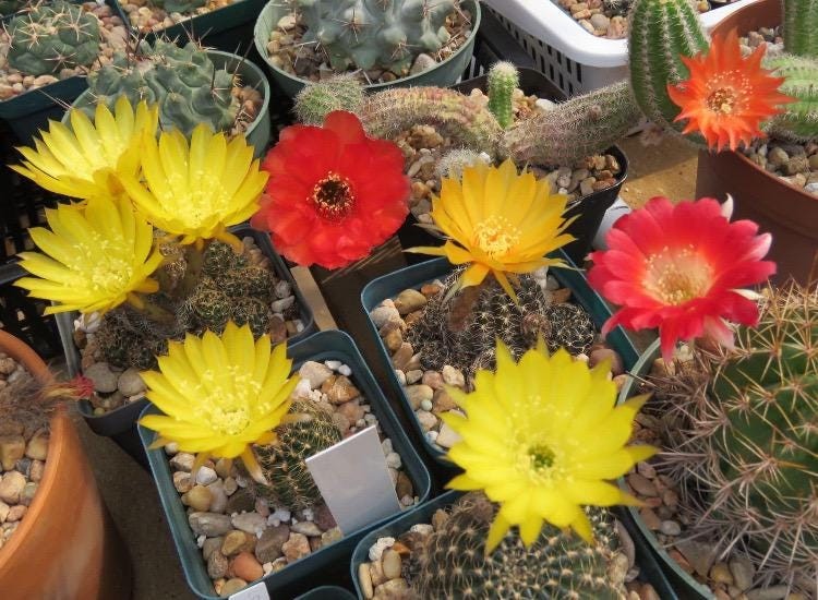 Seed- Lobivia hybrids| open pollination multi-color flowers 25-100 seeds