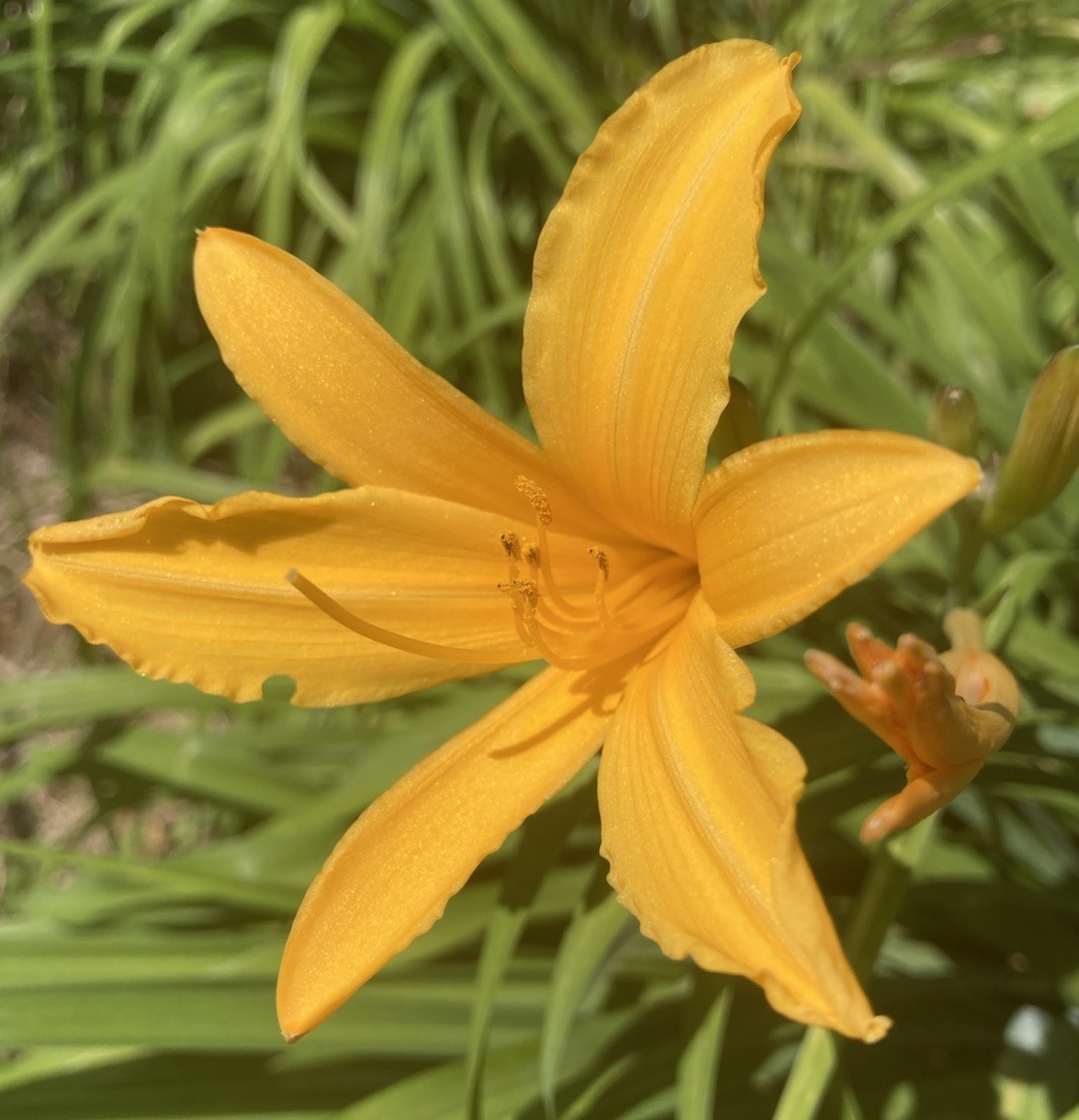 4 Bulbs Stunning Deep Yellow Day Lilly Bare Root Perennial Bulbs Only