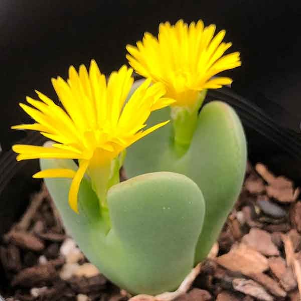 Conophytum Bilobum aka Living Pebble 5 Seeds Free Shipping!