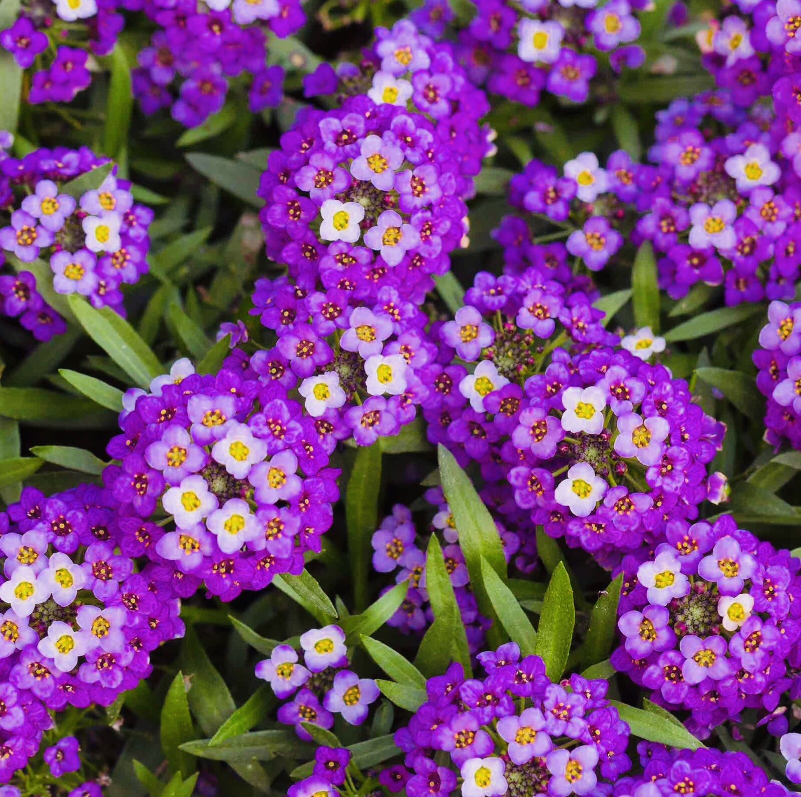 100+ ALYSSUM ROYAL CARPET FLOWER SEEDS FRESH HARVEST NON GMO FREE SHIPPING