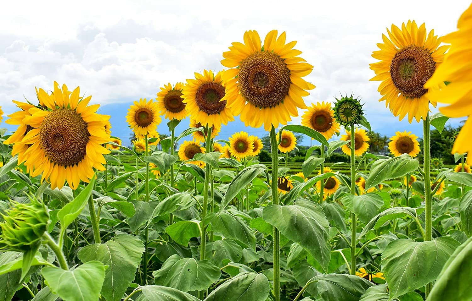 250 Mammoth Sunflower Seeds for Planting Grow Amazing Giant Sunflowers