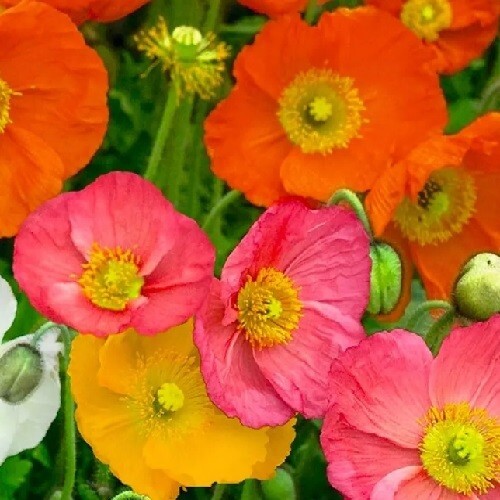 Bulk 10,000+ Heirloom Perennial Icelandic Poppy Seeds Mixed Colors, Organic