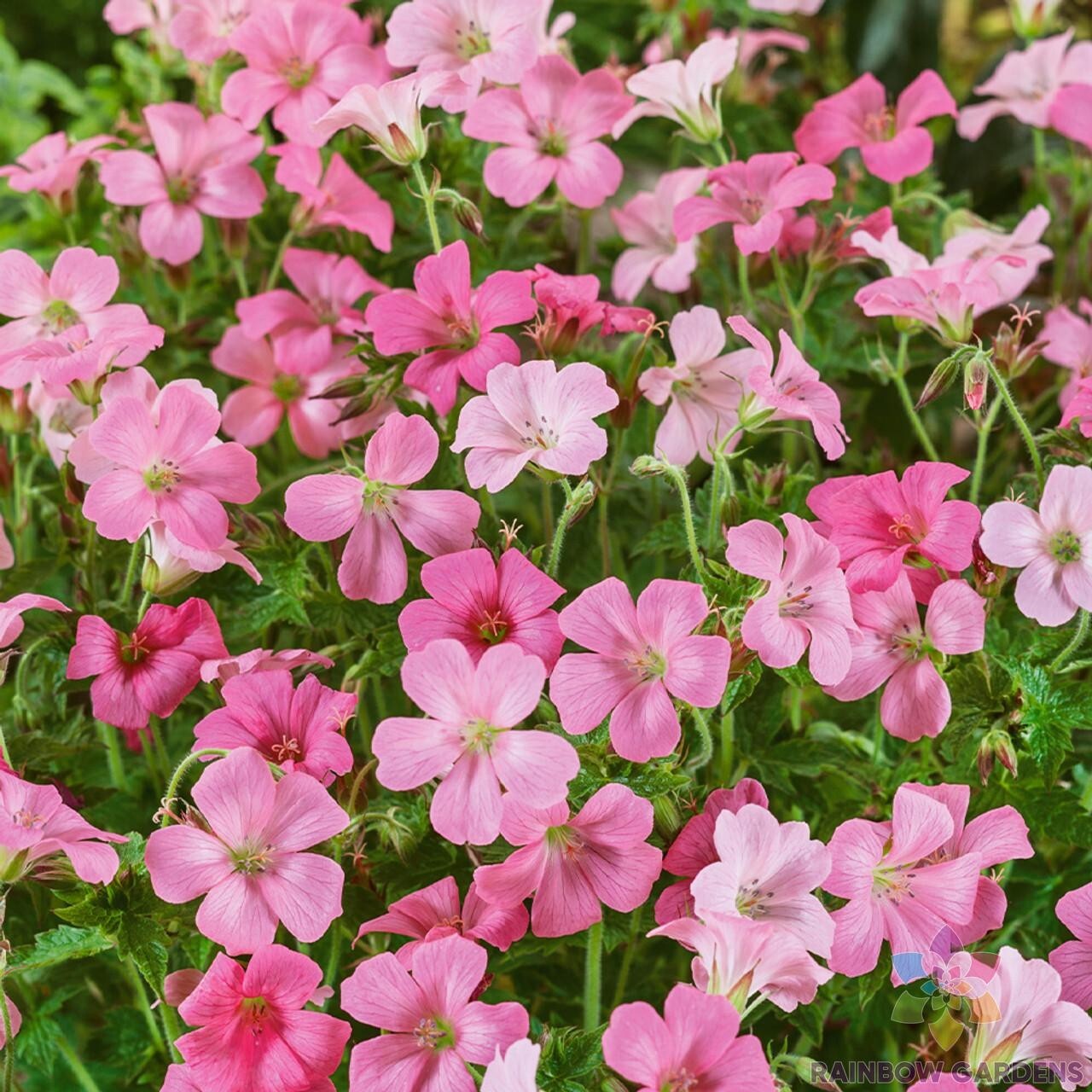 25+ Rose Clair Geranium Seeds for Garden Planting – USA – FREE SHIPPING!