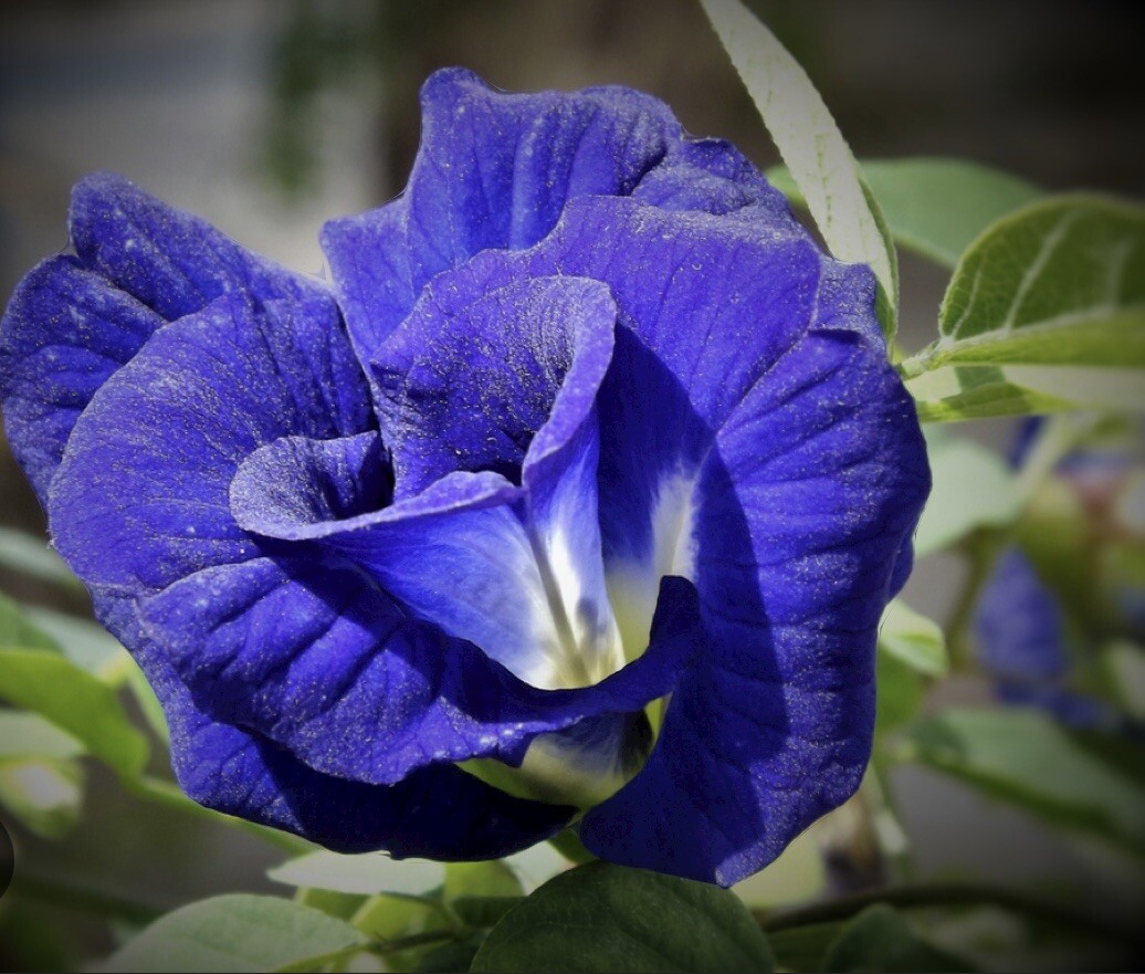 25+ Thai Double Blue Butterfly Pea Seeds, Clitoria ternatea, Genuine USA