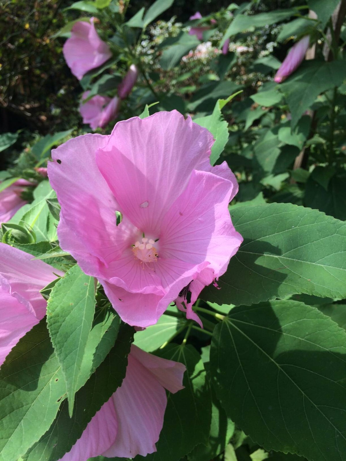 500 + Pink Perennial Hibiscus Flower Seeds USA Home Grown