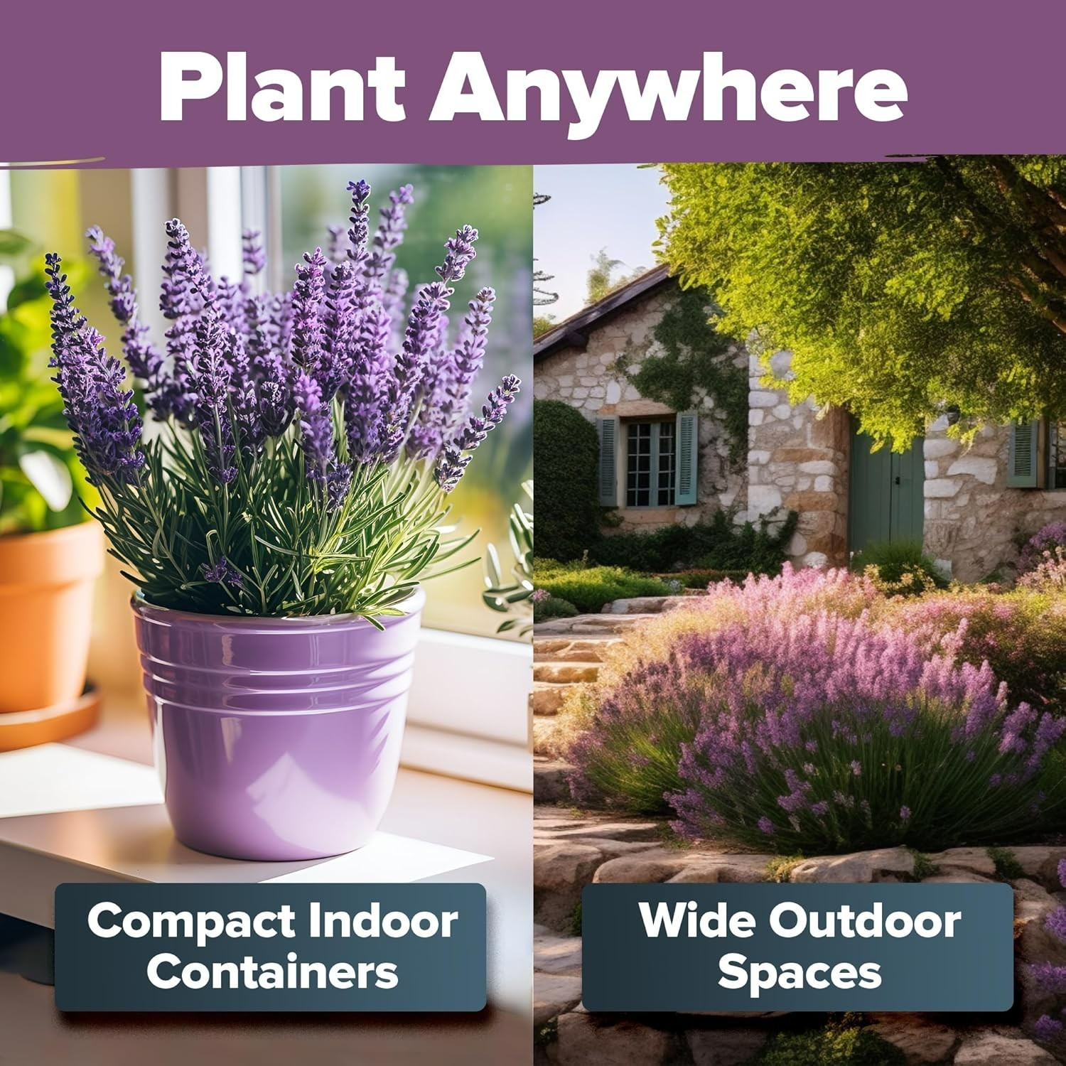 English Lavender Seeds Non-GMO – Indoor/Outdoor with Comprehensive Grow Guide